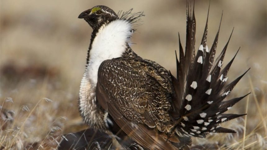 Greater-Sage-Grouse-jpgU.S. Fish and Wildlife Service.