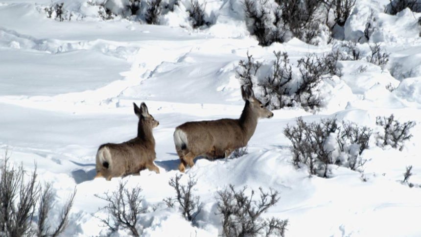 doe and fawn mule deer deep in snow_IDFG