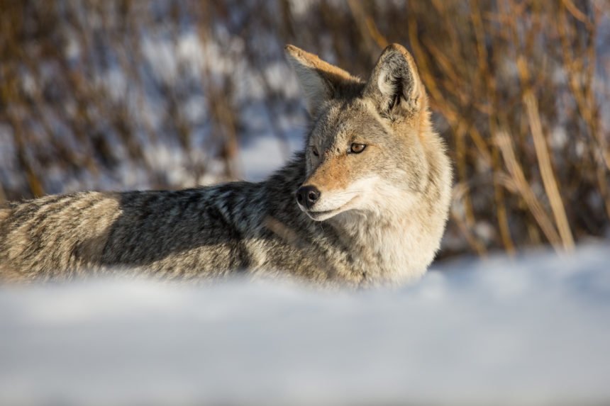Coyote that bit skier tested negative for rabies - LocalNews8.com