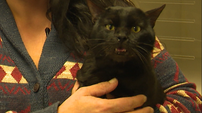 The lost cat from Russia has found his way home