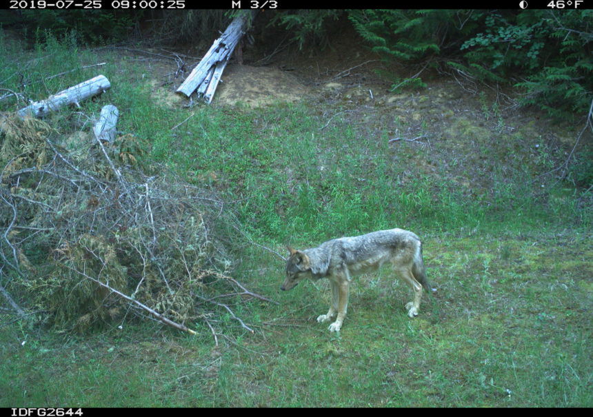 wolf game camerawqe509uw