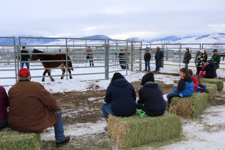 Challis adoption attendees watch gentling demo by Mario Johnson