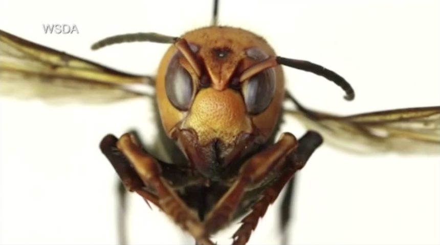 Everything you need to know about "Murder Hornets"