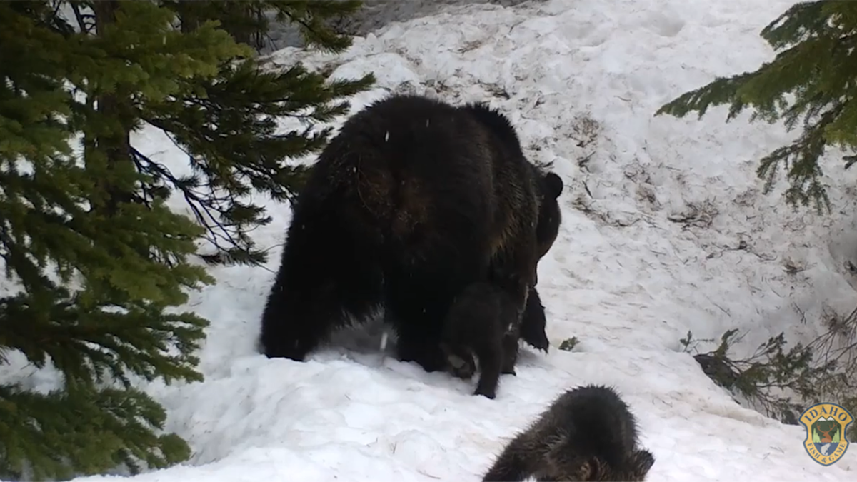 Grizzly Camera Captures Female Bear And Her Cubs Emerging From Den 