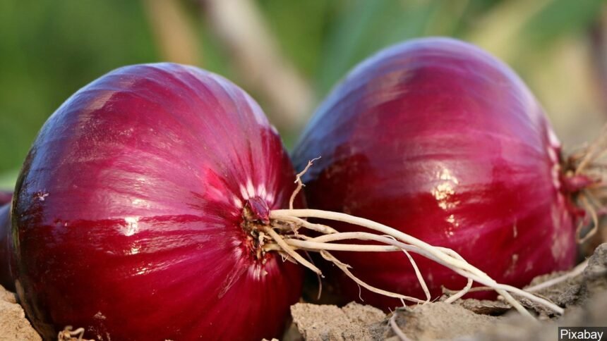 Red onions logo Pixabay
