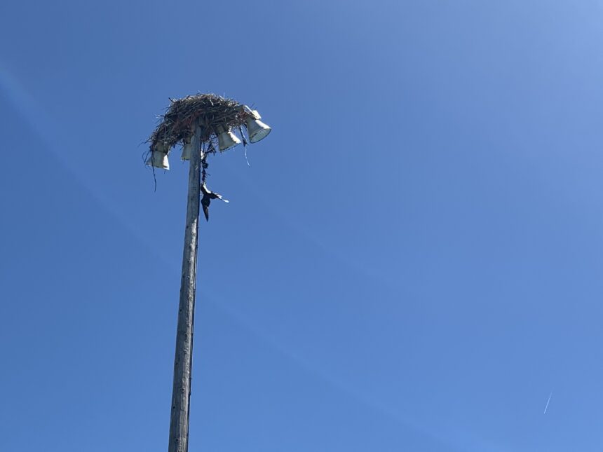 hanging osprey