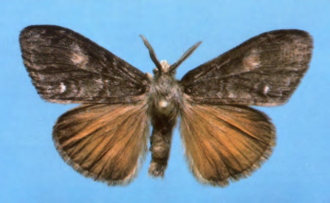 DOUGLAS FIR TUSSOCK MOTH USDA