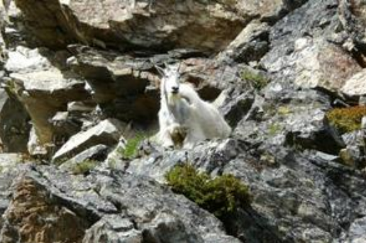 Grand teton mountain goat