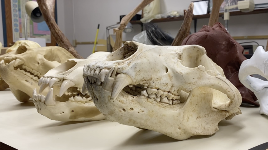 New skull exhibit at Idaho Museum of Natural History
