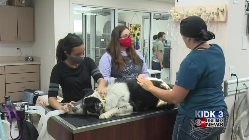 Spay:neuter clinic benefits pets in Fort Hall
