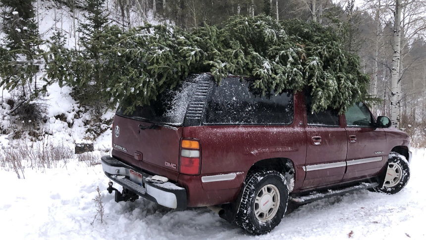 Christmas Tree cutting on top of Yukon_Natalie Nix_Tree logo_Christmas tree logo__