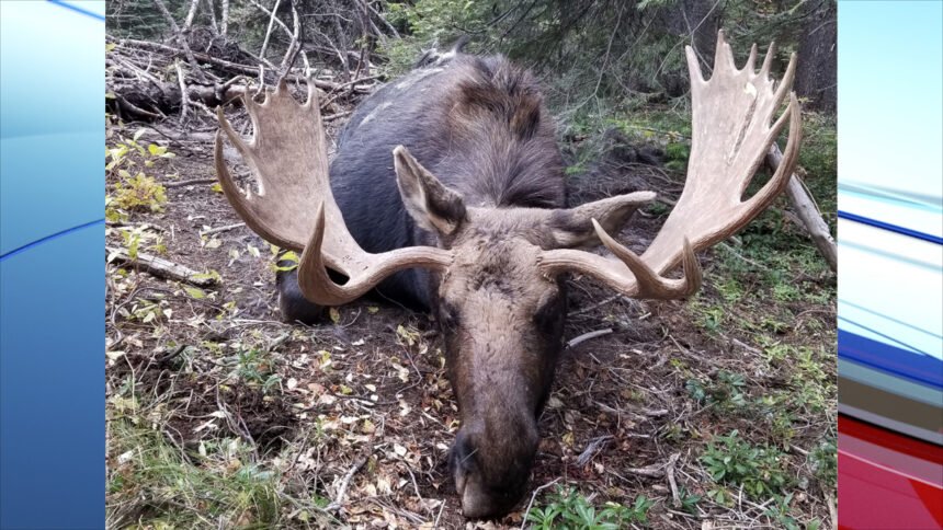 IDFG Poached Bull Moose Tripod 2020