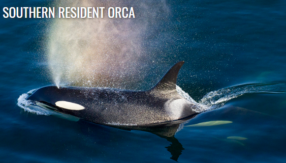SOUTHERN RESIDENT ORCA CENTER FOR BIOLOGICAL DIVERSITY