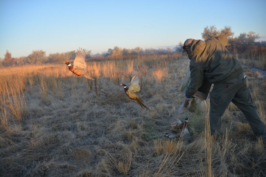 Pheasant Release