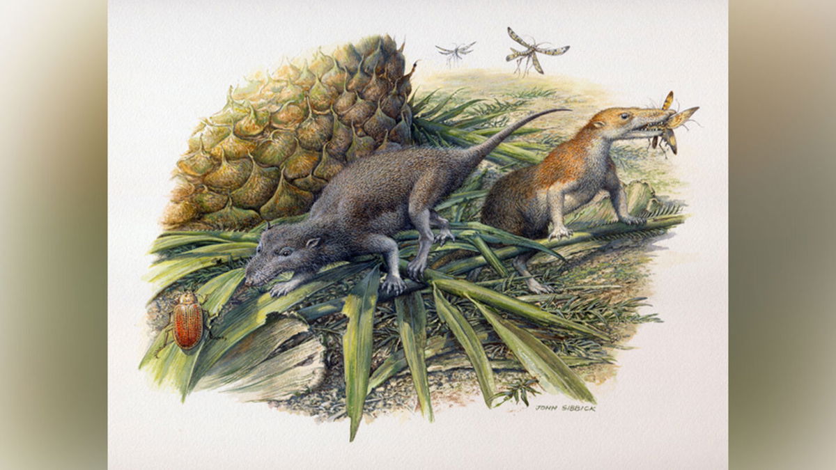 Earth S First Mammals Took It Easy And Lived Far Longer