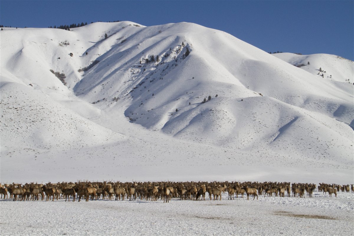 W. Wyoming elk feeding grounds 