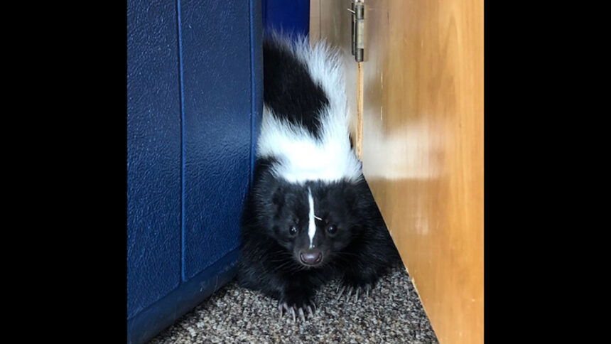 PookatheSkunk_03933