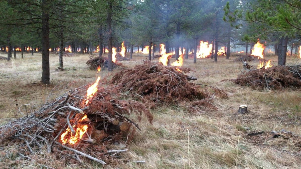 Slash piles burn off Yale-Kolgore Road in 2020.