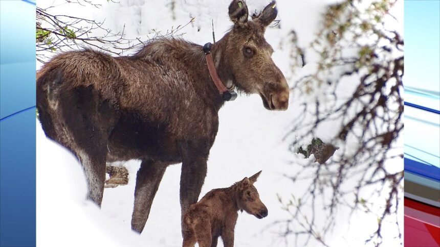 COLLARED MOOSE AND CALF