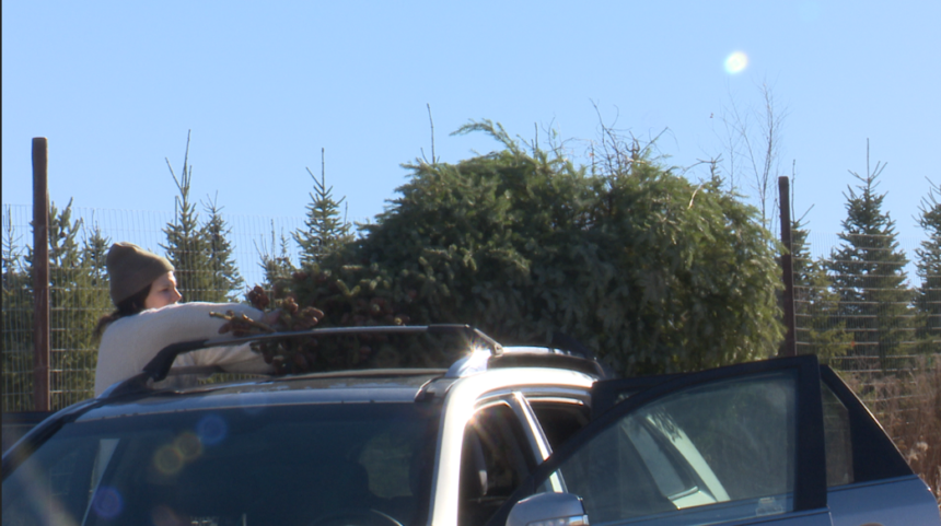Christmas tree sales on the rise