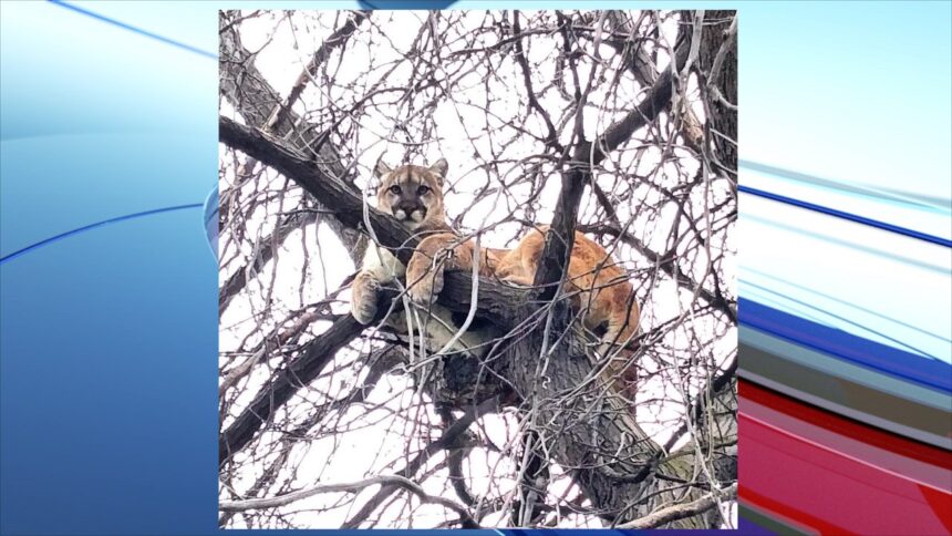 mountain lion in tree