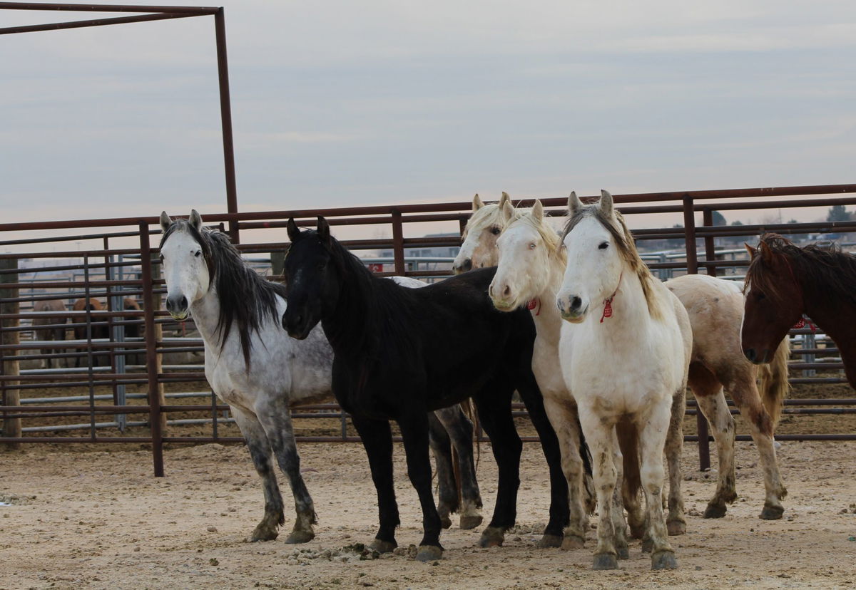 blm-wild-horse-auction-begins-tuesday-local-news-8