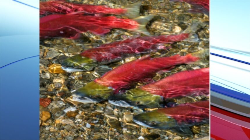 Salmon run Id Rivers United