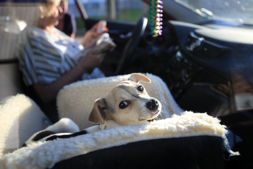 Pet Fostering And Adoptions Rise During Coronavirus Outbreak
