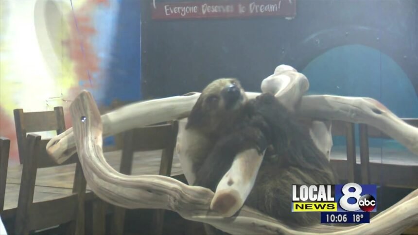Aquarium_introduces_new_sloth_to_visitors