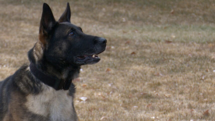 ryder, bannock county sheriff drug dog