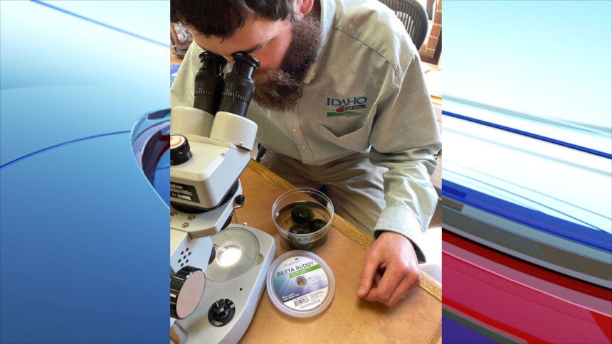 Invasive mussels discovered in aquarium products