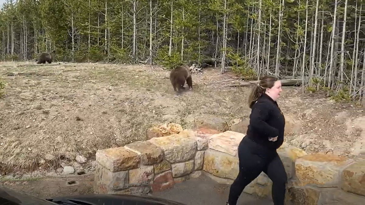 Officials investigate incident involving woman approaching grizzly