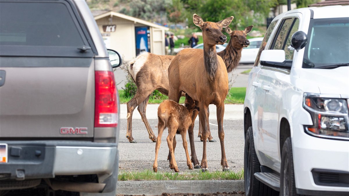 An elk calf nurses between cars in the Mammoth administration parking lot.