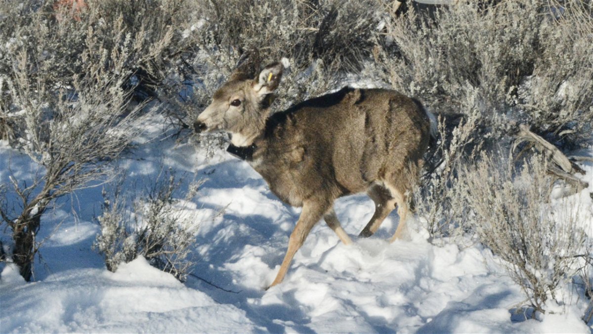 Mule deer fawn with tracking collar, Southwest region