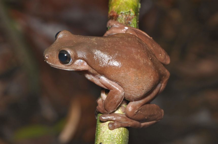 Litoria mira. Photo credit: Steve Richards