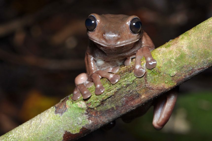 Litoria mira. photo credit: Steve Richards