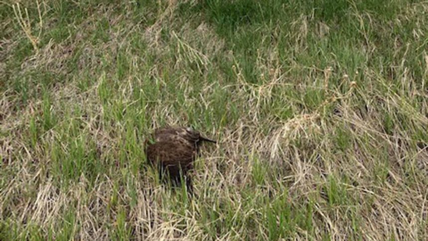 A Swainson's hawk was one of four protected non-game birds shot near Preston sometime during late April or early May 2021.