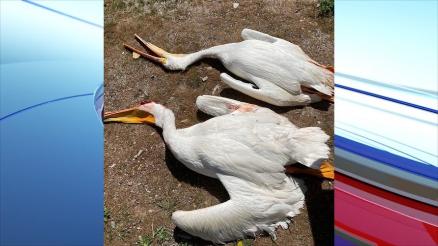 Nathan Stohosky, IDFG Two pelicans were shot at Glendale Reservoir near Preston sometime in late April or early May 2021