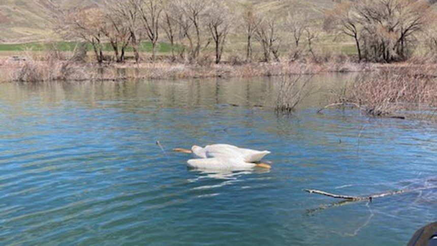 Nathan Stohosky, IDFG Two pelicans were shot at Glendale Reservoir near Preston sometime in late April or early May 2021.