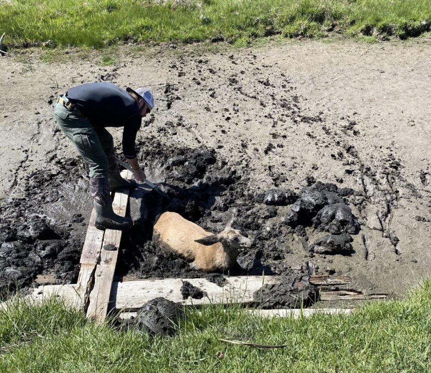 Nick Noll, IDFG Officer Nick Noll works to rescue mule deer doe trapped in a mud pit in a field near McCammon in May 2021.