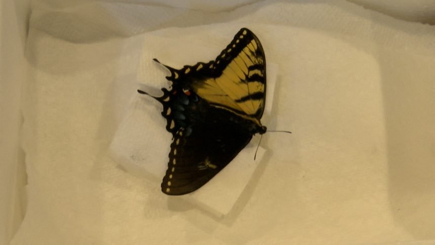 rare dual sex butterfly