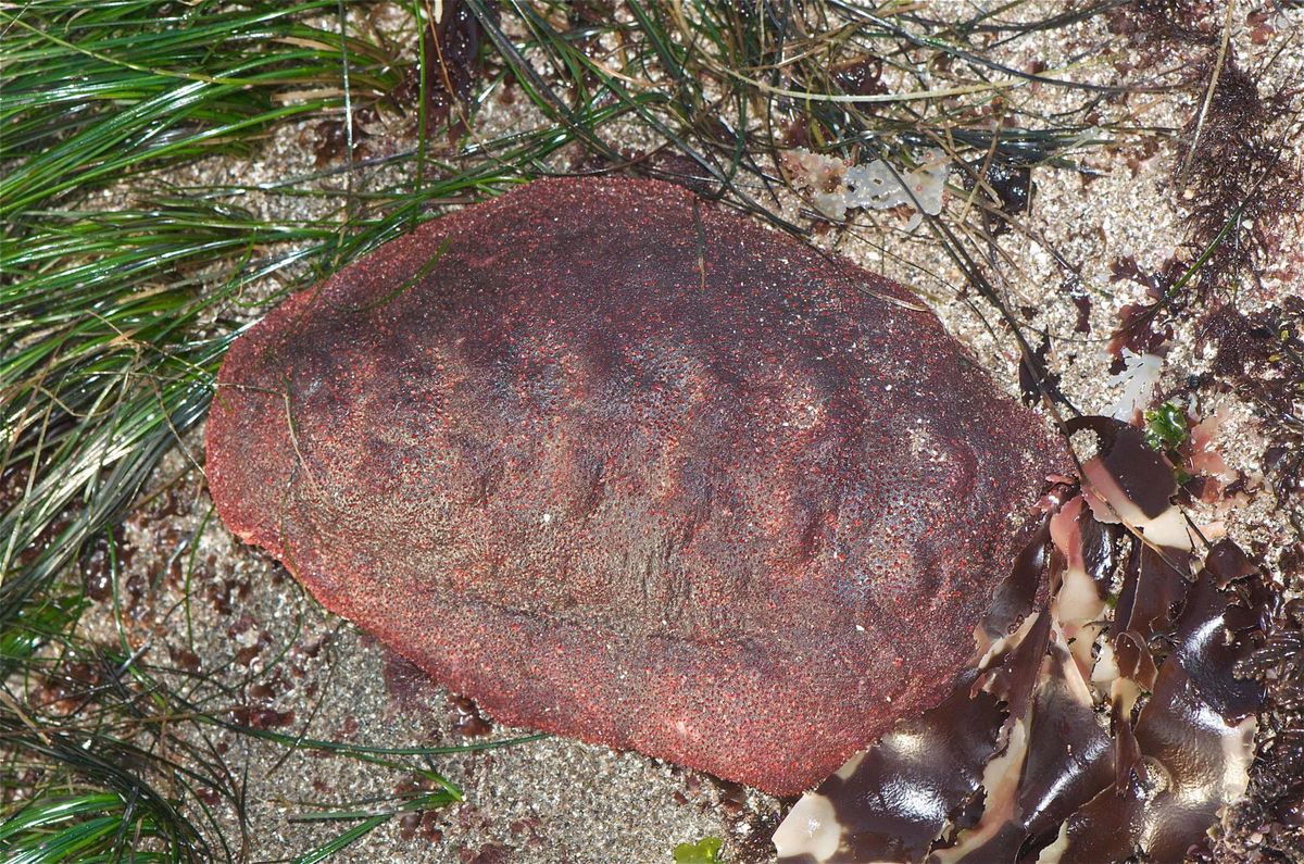 A rare iron mineral has been discovered in the teeth of a living organism for the first time, one that bears the pet name