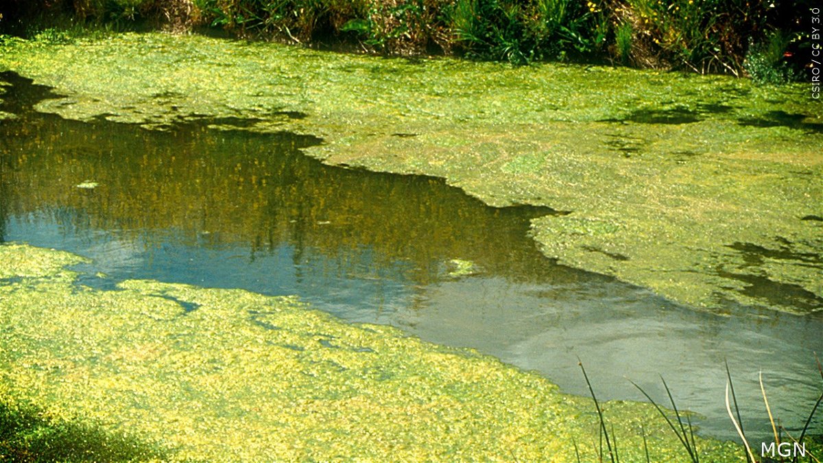 When in doubt, stay out of the water: Protect yourself and pets from cyanobacterial blooms this summer