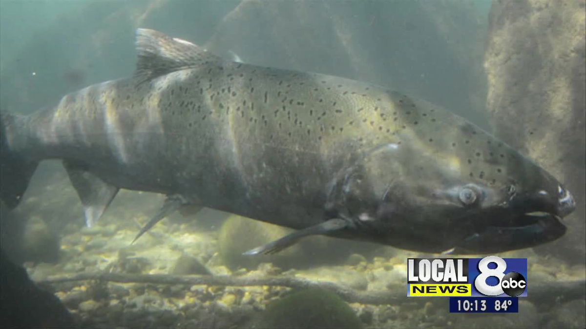 Online scoping questionnaires for spring/summer Chinook salmon seasons ...