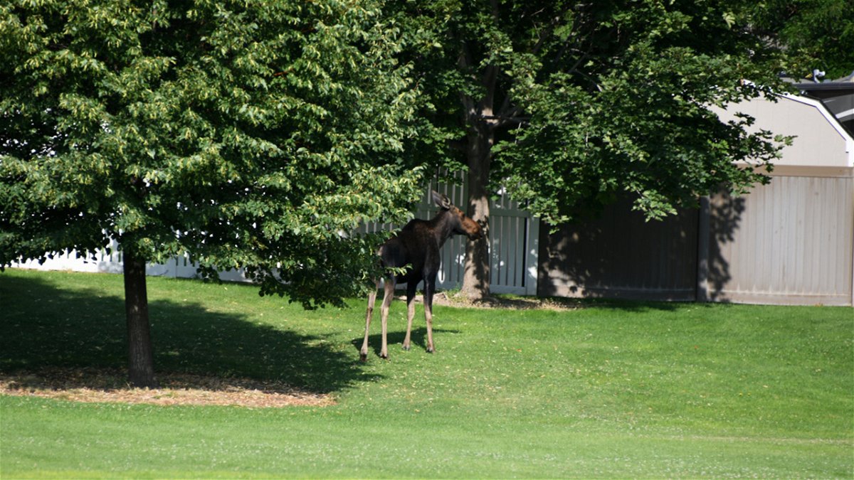 A yearling moose in Jason's Woodland Park in Twin Falls just prior to darting and relocation.