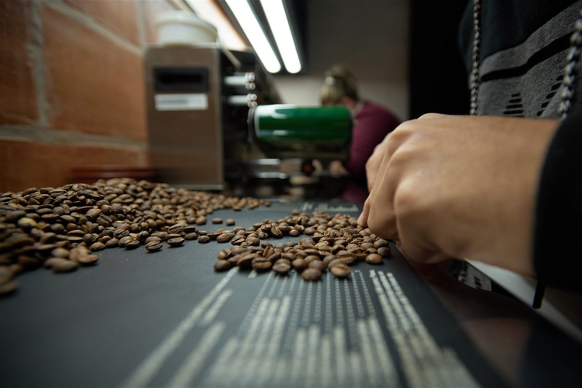 <i>Igor do Vale/Shutterstock</i><br/>A specialist analyzes arabica coffee beans seen on the selection table of a farm in the Alta Mogiana region on August 4. The price of coffee rose sharply after a long period of drought and frost that hit the plantations.
