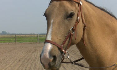 Nelson is Milwaukee County Zoo's first Norwegian Fjord horse. Like Nelson