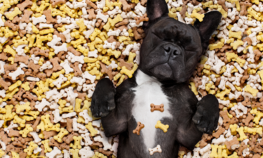10 countries where US pet food comes from
