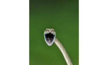Vine snakes are common in the Western Ghats of India.