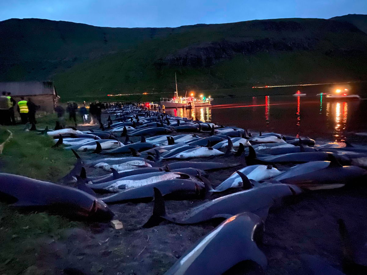 <i>Sea Shepherd/AP</i><br/>More than 1